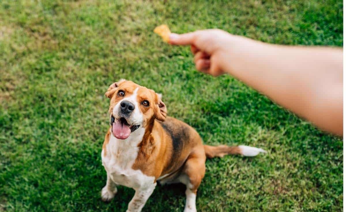 Best Dog Treats For Training, Calming, Dental Needs, Puppies & More