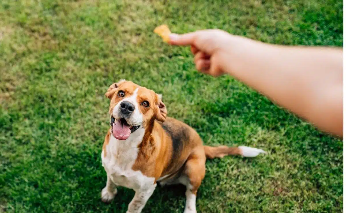 Dog eating treat out of person's hand sitting in grass