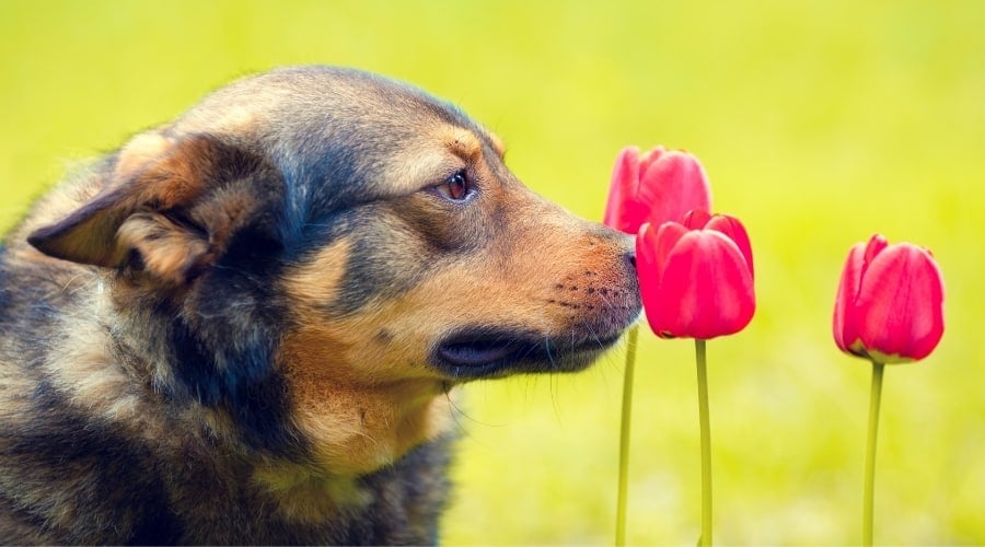 Dog Smelling Tulip
