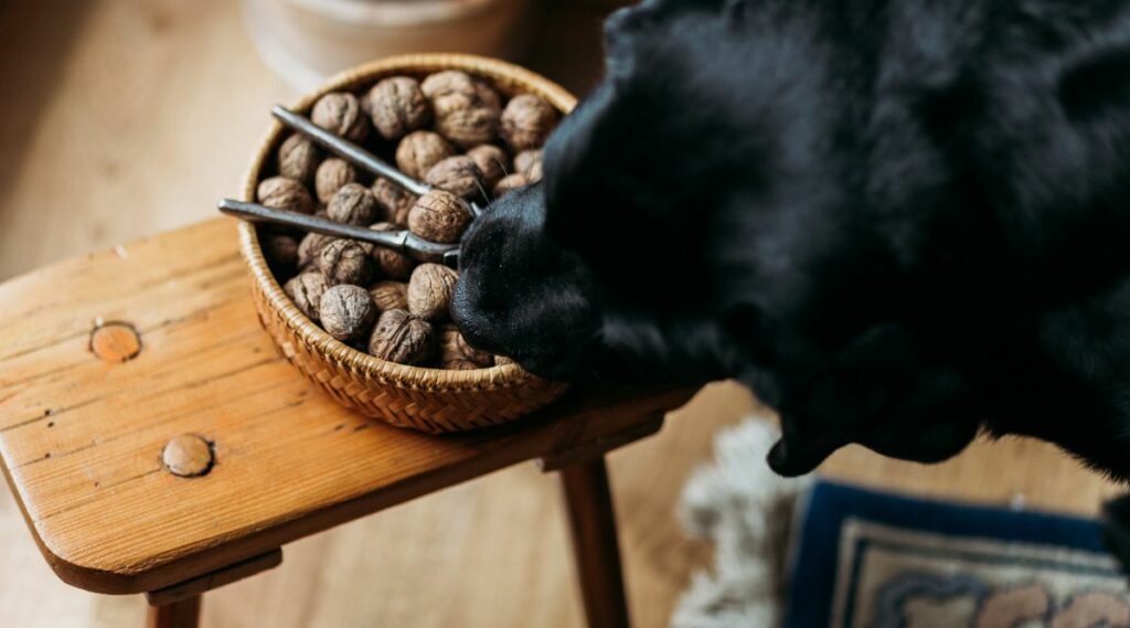 View of Can Dogs Eat Walnuts? Are They Toxic For Dogs? - Canine Journal