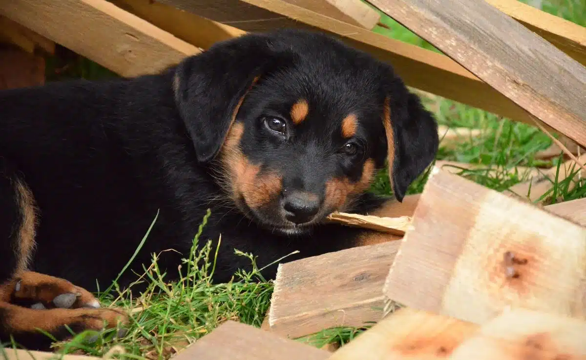 how do i stop my puppy from eating my plants