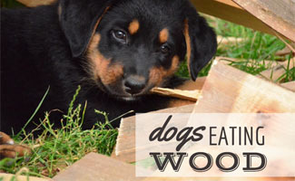 Is eating bark bad for dogs