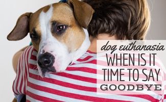 Woman in striped shirt holding her sick dog with him looking over her shoulder (Caption: Dog Euthanasia When is it time to say goodbye)