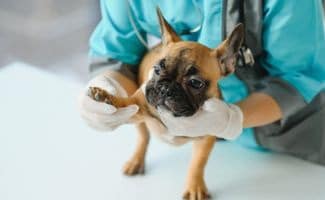 Close up of french bulldog dog and veterinarian doctor hand at vet clinic