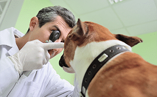 Dog getting eye exam