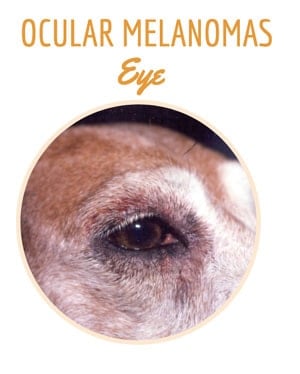 Dog with Ocular (Eye) Melanomas