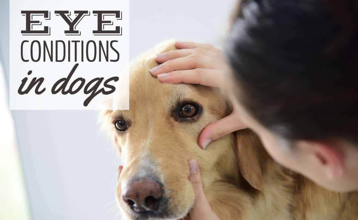 Does My Dog Have Vision Problems