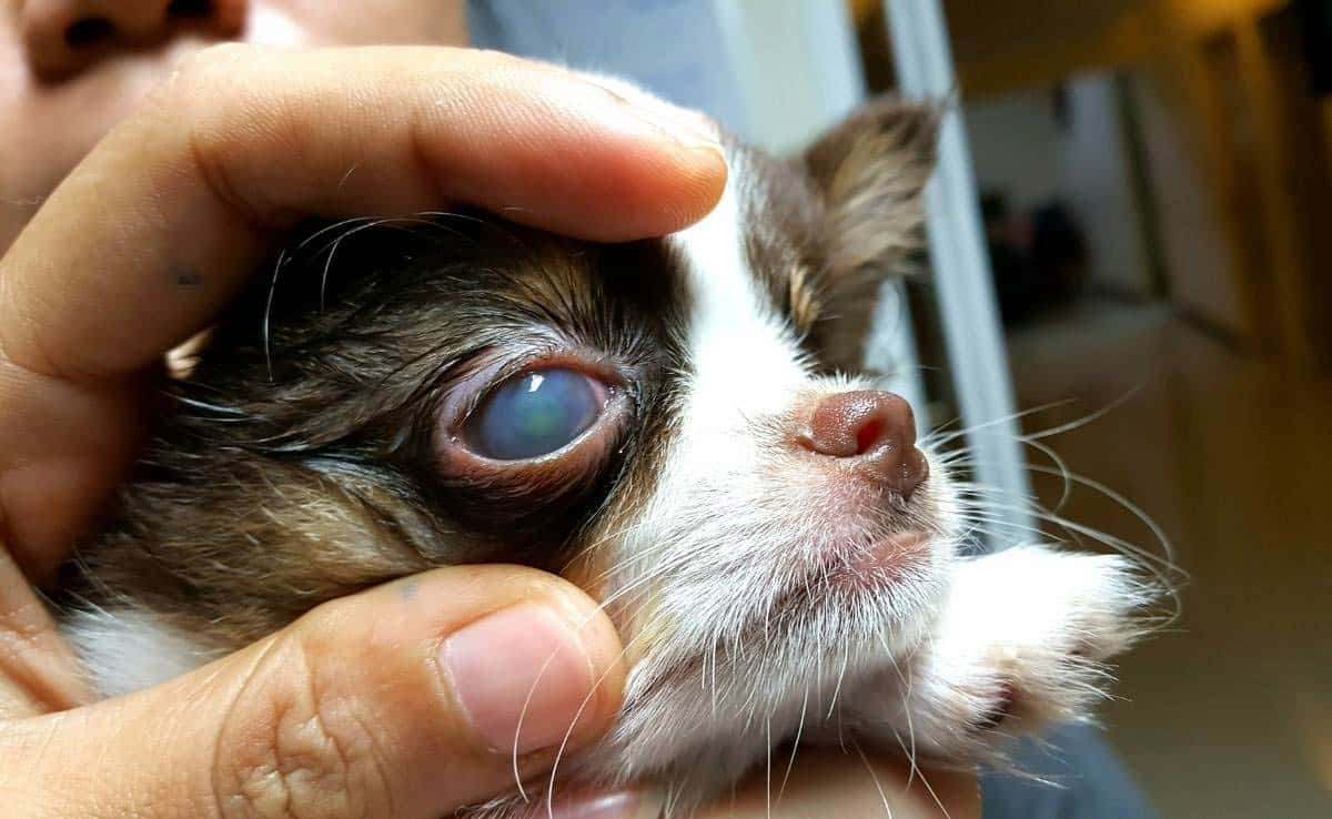 De hoornvlieszweer wordt gekleurd door fluoresceïne van een hond Chihuahua om de diepte van de zweer voor veterinaire evaluatie verder aan te tonen.