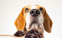 Image showcasing Can Dogs Eat Raisins? Learn Why Dogs Need To Avoid Raisins - Canine Journal