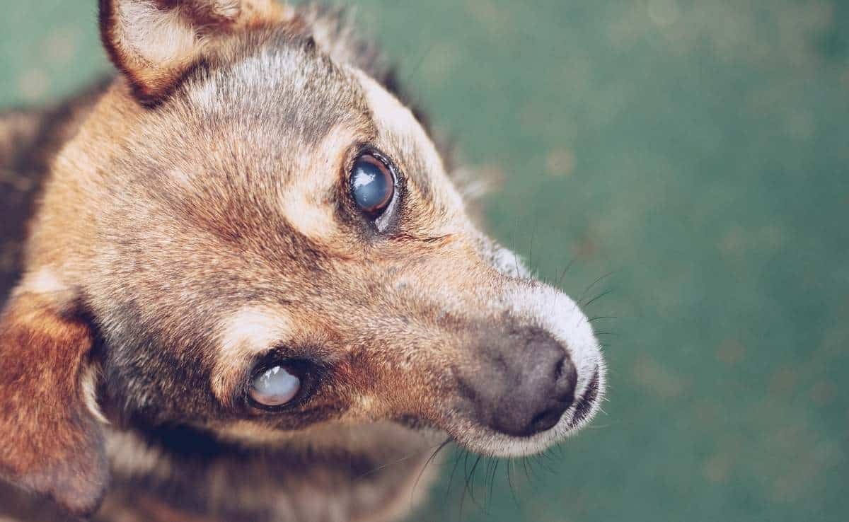 Dog with eye cataract looking at camera