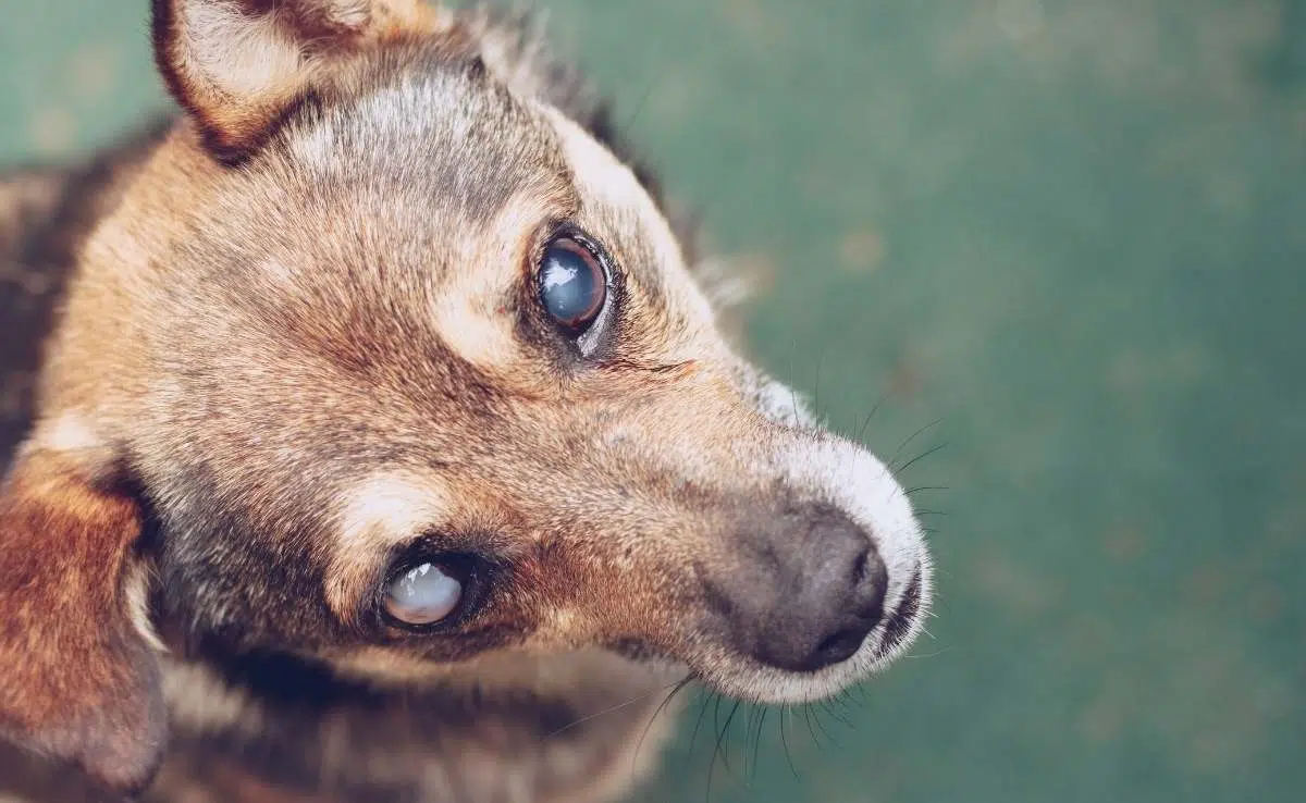 Hond met oog cataract kijkt naar camera