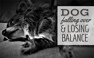 Dog laying on side (caption: Dog Falling Over & Losing Balance)