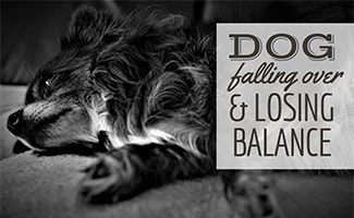 Dog laying on side (caption: Dog Falling Over and Losing Balance)