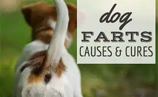 Terrier tail in air while farting (caption: Dog Farting: Causes & Cures)