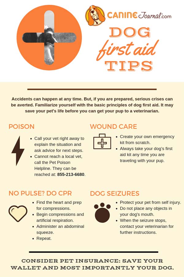 dog first aid kit list