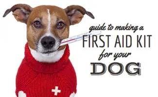 Dog with a sweater and thermostat in mouth (Caption: Guide To Making a First Aid Kit For Your Dog)