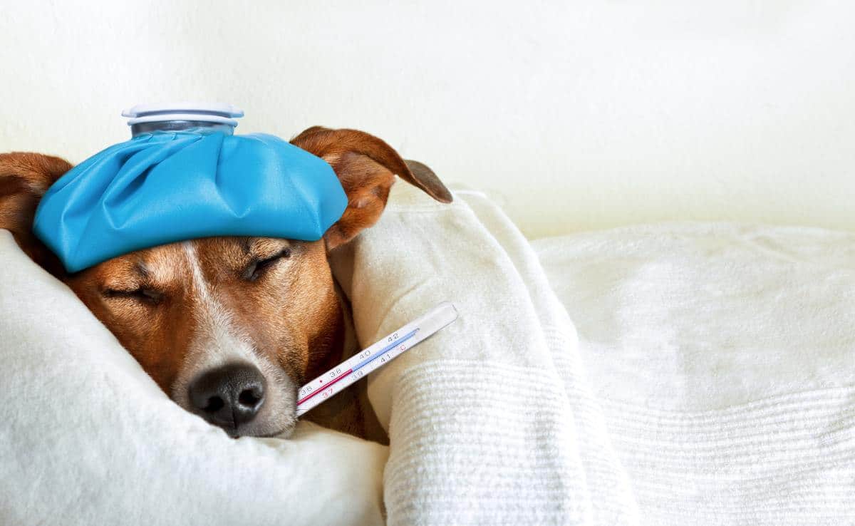 Dog Flu Symptoms and Treatments Sick dog in bed with ice pack on head and thermometer in mouth
