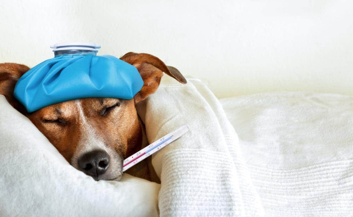 Sick dog in bed with ice pack on head and thermometer in mouth