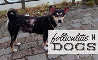 Skin disease on a black dirty street dog (Caption: Folliculitis in Dogs)