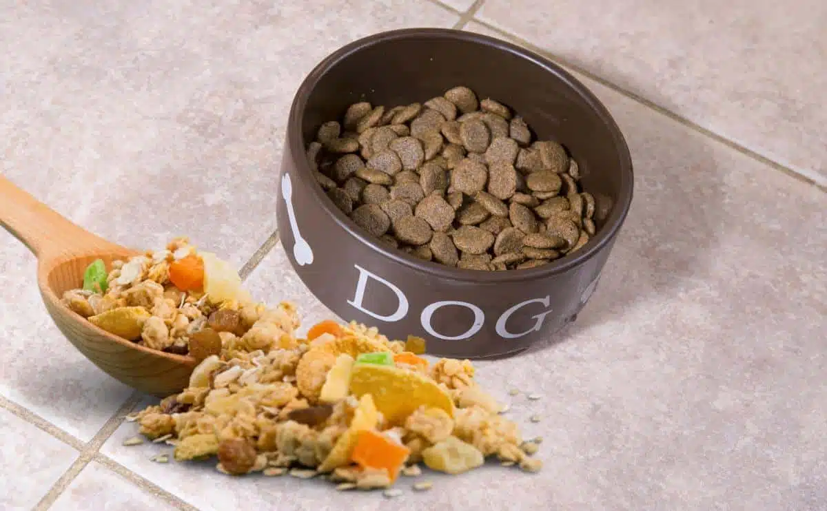 dog food bowl with spoon of fiber