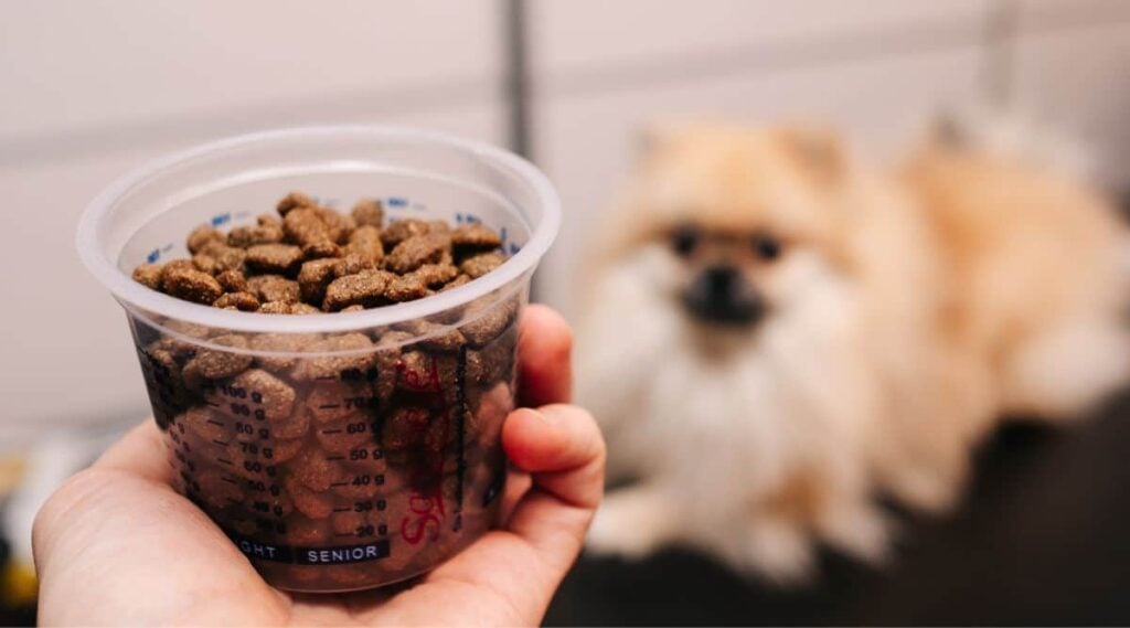 dog food in a measuring tank on the background of the on a Pomeranian