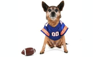 Dog with Football and Jersey