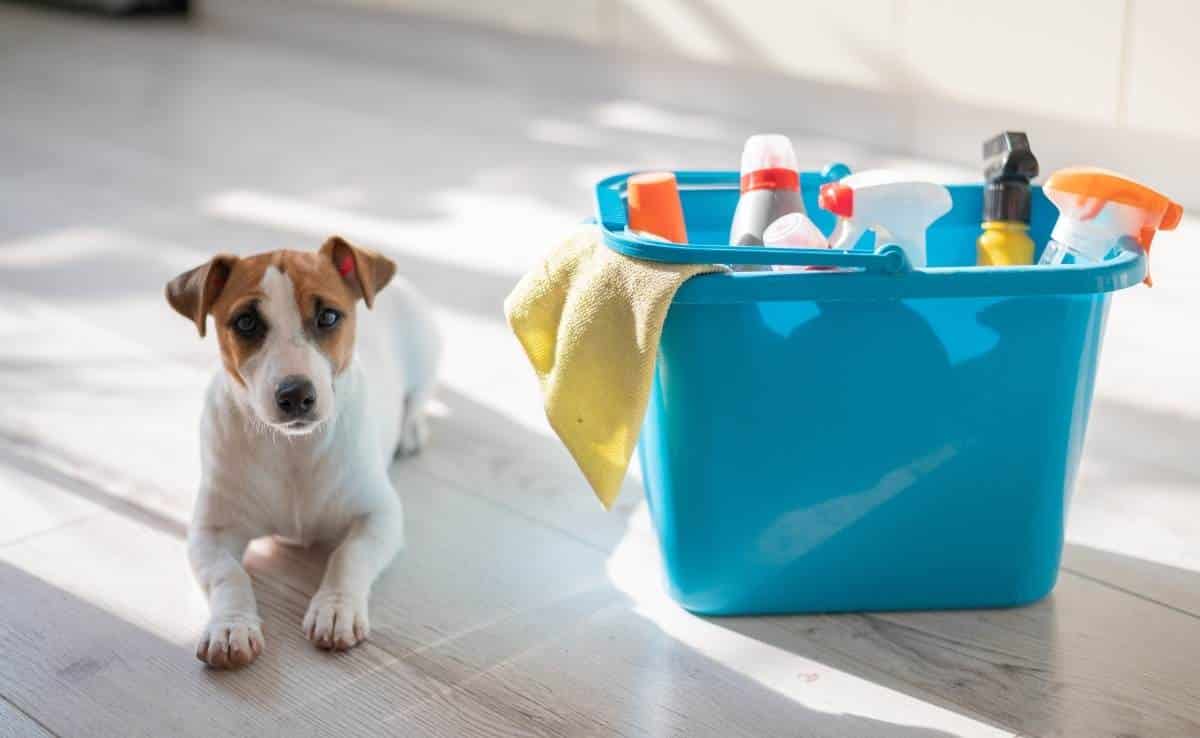 A smart, calm puppy lies next to a blue bucket of cleaning products in the kitchen.