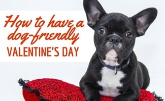 Dog on red pillow (Caption: How To Have A Dog-Friendly Valentine's Day)