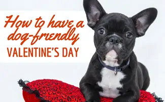 French Bulldog on red heart blanket (Caption: How To Have A Dog-Friendly Valentines's Day)