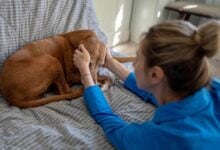 Dog getting behavioral therapy with a trainer.
