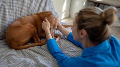 Dog getting behavioral therapy with a trainer.