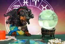 Dog getting horoscope with crystal ball and candles.