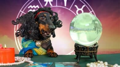 Dog getting horoscope with crystal ball and candles.