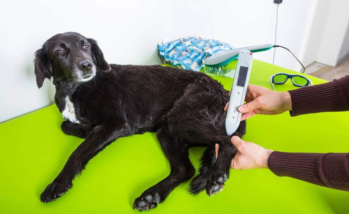 Dog getting laser therapy