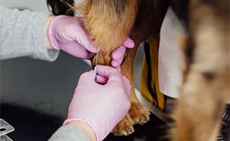 Dog getting needle in paw