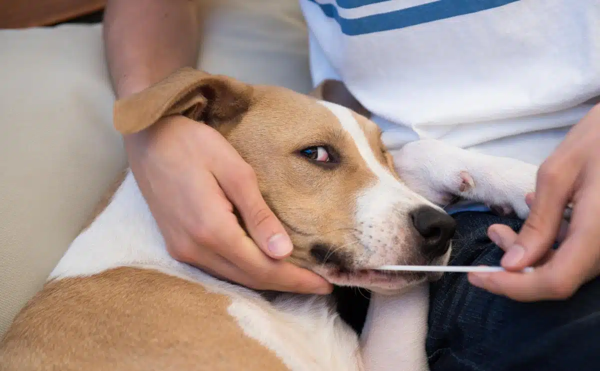 Dog getting tested by owner sticking a DNA swab in the dog's mouth
