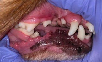 Dog Gingivitis