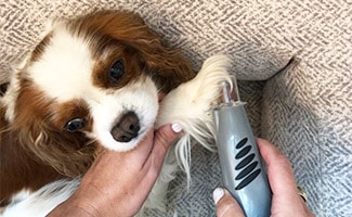 Dog with nail grinder