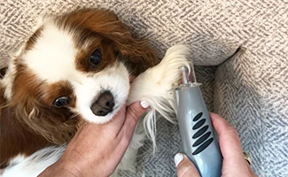 Dog with nail grinder