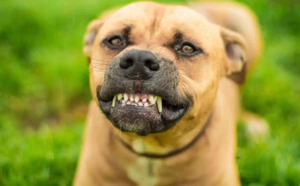 dog grinding teeth looking at camera outside in the grass