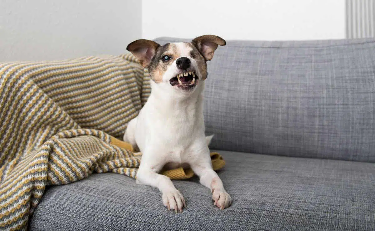 Small Jack Russell Mix Dog With One Eye closed Laying on Sofa Growling