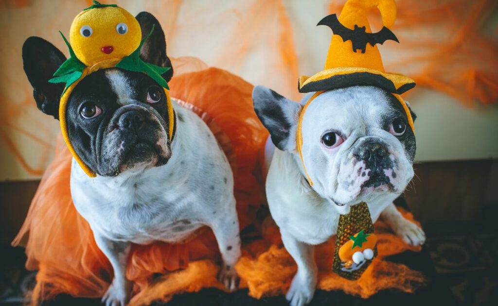 Portrait of couple of dogs in disguise for Halloween