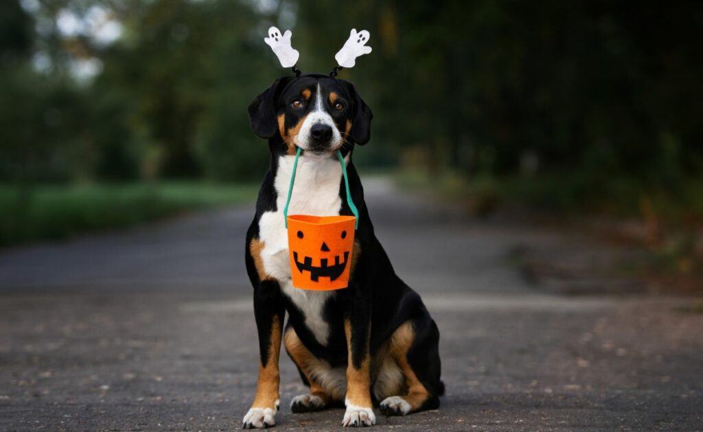 Dog in costume holding a basket of candy for Halloween outside.
