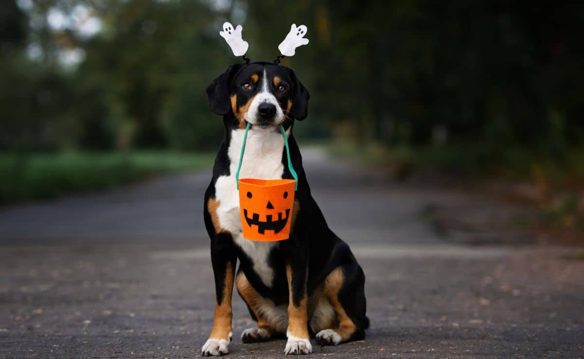 Dog portrait holding a basket of candy for Halloween outside