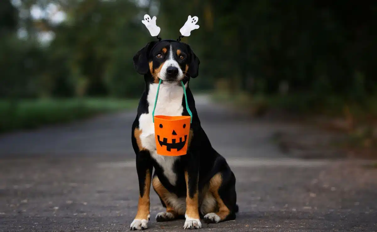 8 Halloween Safety Tips for Pets  