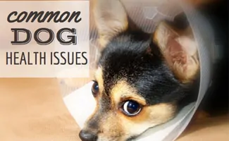 Dog with cone on head (Caption: Common Dog Health Issues)