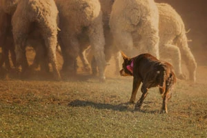 Dog Herding