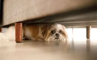 Dog Hiding