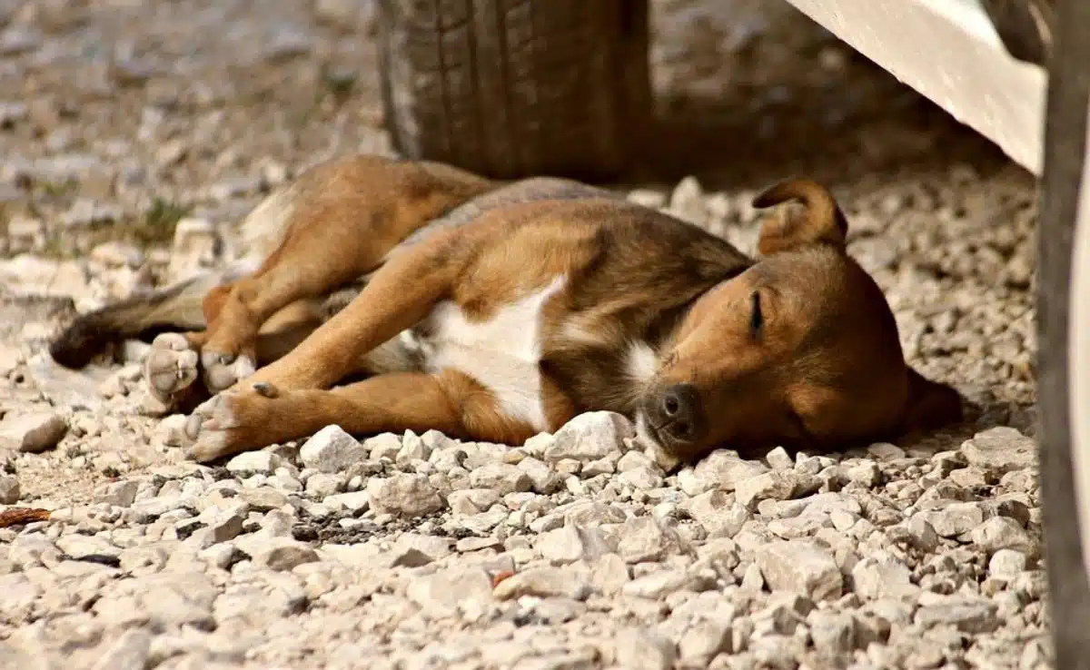 Dog laying on the ground near a tire of car