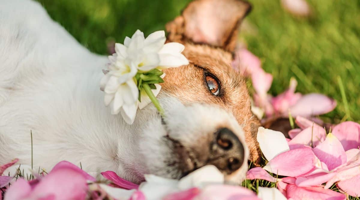 Dog holding Dahlia flower in mouth laying in the grass.